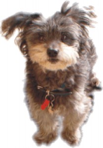 Our_Dog_Schatz
